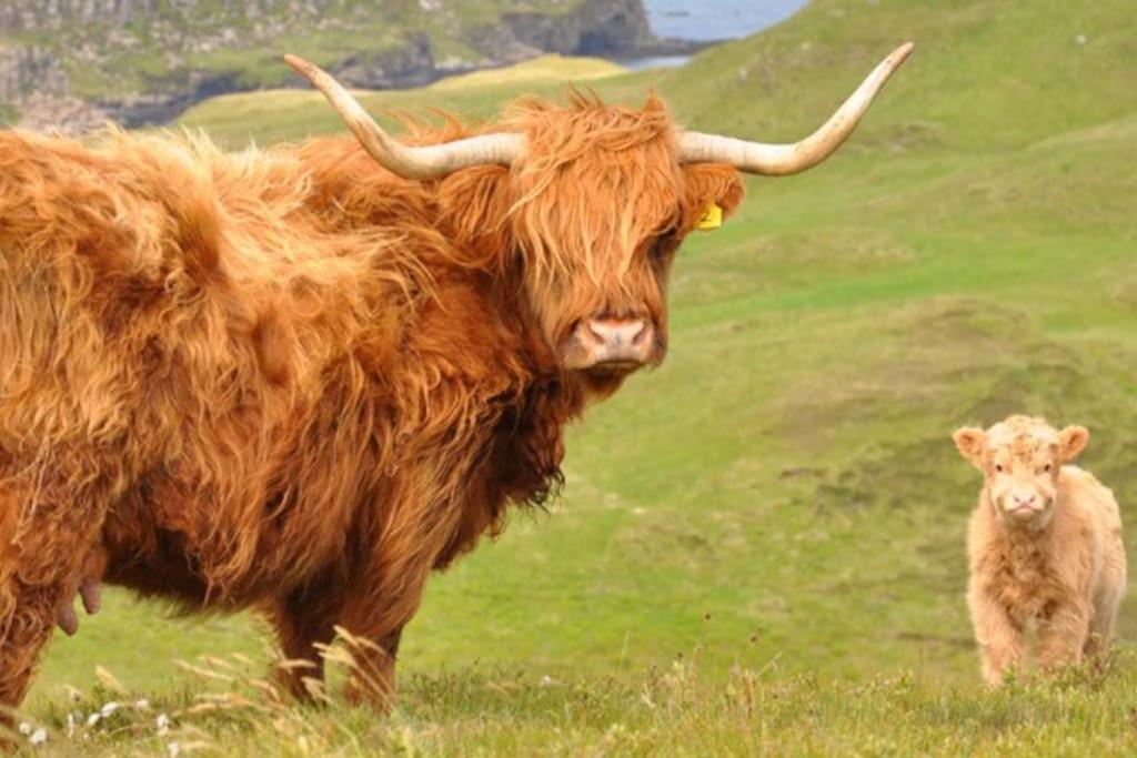 Glas Bheinn Cottage Luib Eksteriør bilde